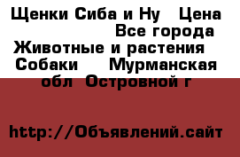 Щенки Сиба и Ну › Цена ­ 35000-85000 - Все города Животные и растения » Собаки   . Мурманская обл.,Островной г.